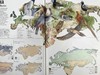 世界鸟类图集 900余幅插图（500幅彩色） 精装大16开 商品缩略图14