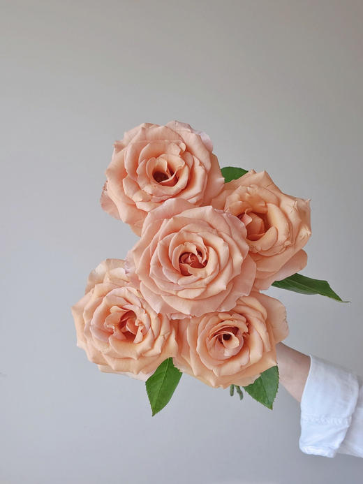 莫泊玫瑰【我想和你多见面，记忆是我们之间的古董】简小姐精选新品奶咖色玫瑰 莫泊玫瑰 2件顺丰包邮 基地直发 下单3天发货 商品图1