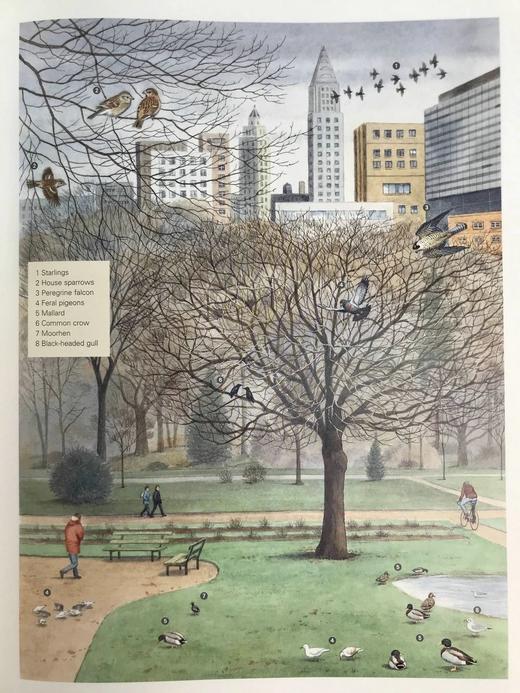 美国鸟类图解百科全书 500余幅彩色插图 精装大16开 商品图7