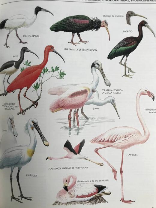 【意大利语】鸟类图解百科全书 千余幅插图 精装大16开 商品图9