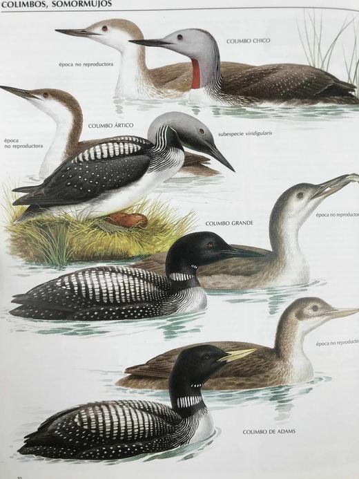 【意大利语】鸟类图解百科全书 千余幅插图 精装大16开 商品图14