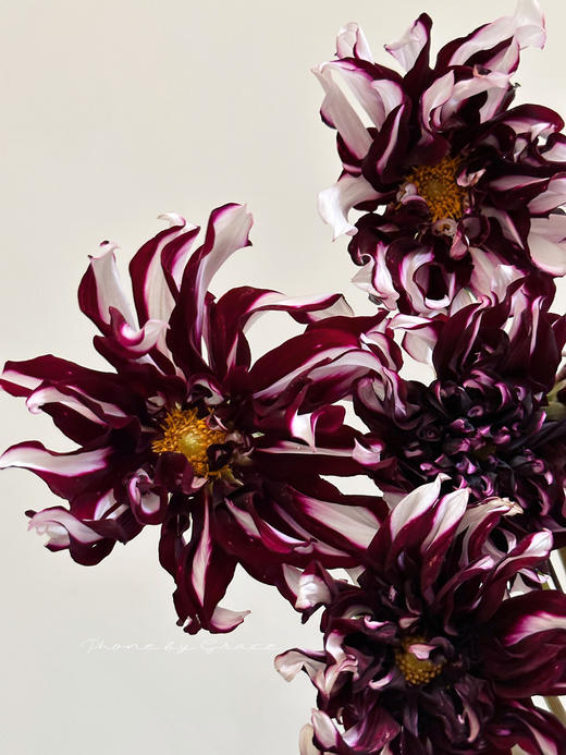 精品小众稀有花材大丽花多色选择5支 商品图1