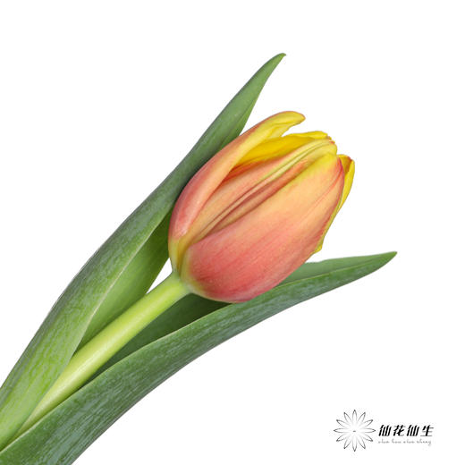 国产郁金香 | 丹麦 商品图0