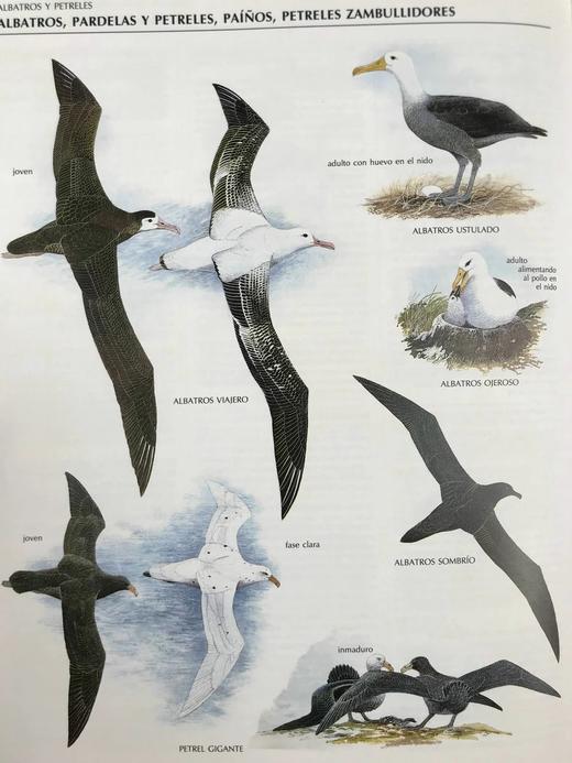 【意大利语】鸟类图解百科全书 千余幅插图 精装大16开 商品图13