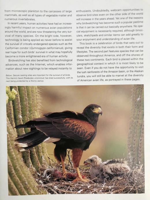 美国鸟类图解百科全书 500余幅彩色插图 精装大16开 商品图11