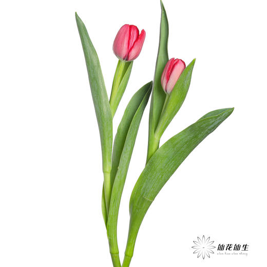 国产郁金香 | 法国红 商品图1