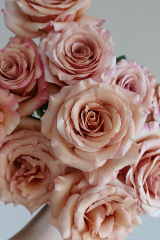 莫泊玫瑰【我想和你多见面，记忆是我们之间的古董】简小姐精选新品奶咖色玫瑰 莫泊玫瑰 2件顺丰包邮 基地直发 下单3天发货 商品图5