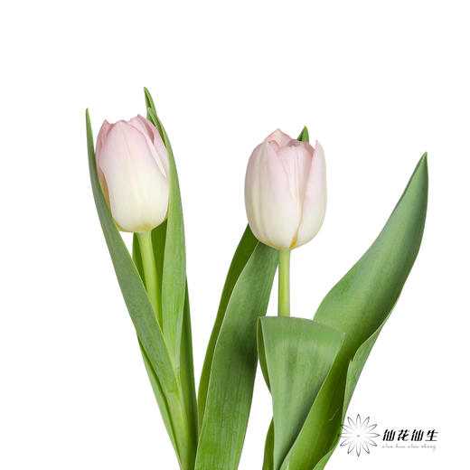 国产郁金香 | 王朝粉 商品图2