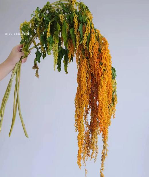 配花-柔丽丝-4-5支 商品图2