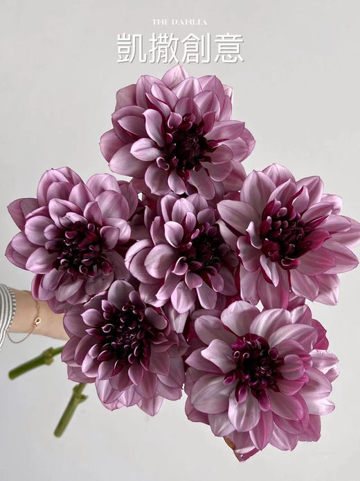 精品小众稀有花材大丽花多色选择5支 商品图8