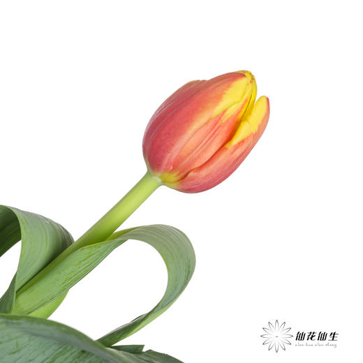 国产郁金香 | 丹麦 商品图3