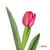 国产郁金香 | 法国红 商品缩略图2