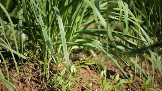 韭菜（300g） 商品图0