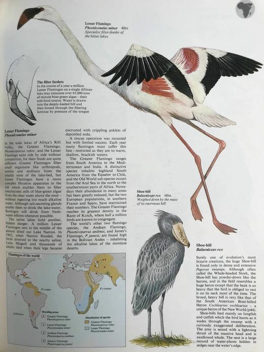 世界鸟类图集 900余幅插图（500幅彩色） 精装大16开 商品图8