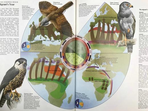 世界鸟类图集 900余幅插图（500幅彩色） 精装大16开 商品图9