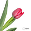 国产郁金香 | 法国红 商品缩略图0