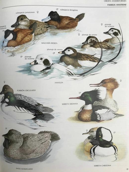 【意大利语】鸟类图解百科全书 千余幅插图 精装大16开 商品图6