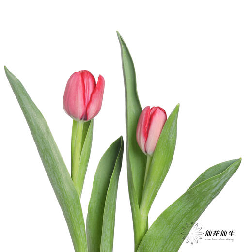 国产郁金香 | 法国红 商品图4