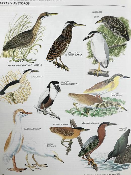 【意大利语】鸟类图解百科全书 千余幅插图 精装大16开 商品图11