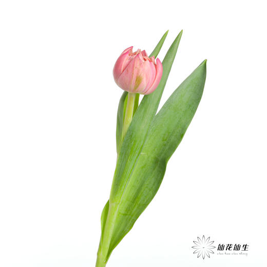 国产重瓣郁金香 | 哥伦布 商品图1