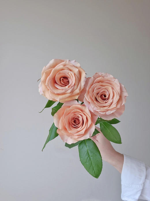 莫泊玫瑰【我想和你多见面，记忆是我们之间的古董】简小姐精选新品奶咖色玫瑰 莫泊玫瑰 2件顺丰包邮 基地直发 下单3天发货 商品图10