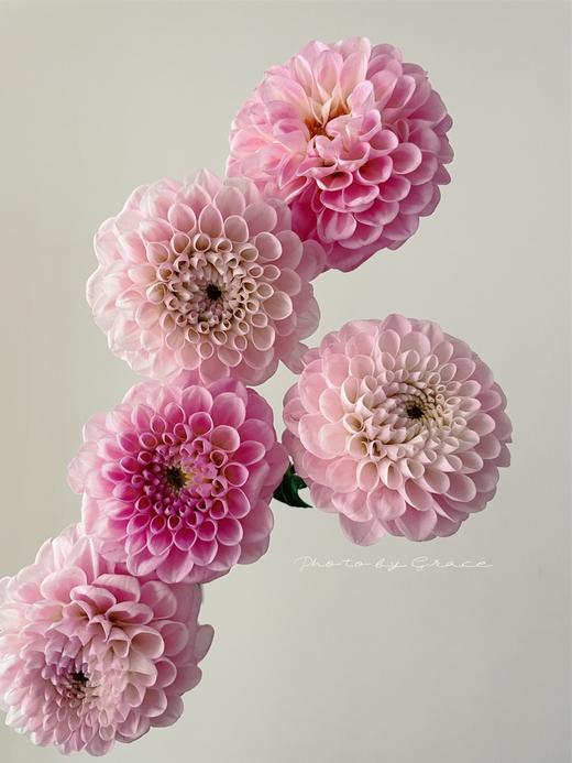 精品小众稀有花材大丽花多色选择5支 商品图3