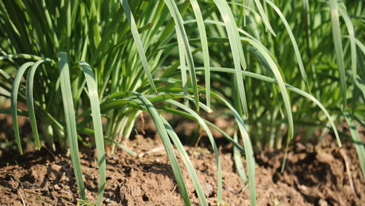 韭菜（300g） 商品图6