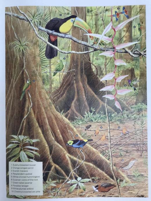 美国鸟类图解百科全书 500余幅彩色插图 精装大16开 商品图10