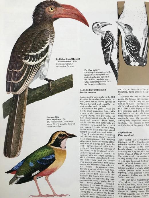 世界鸟类图集 900余幅插图（500幅彩色） 精装大16开 商品图10