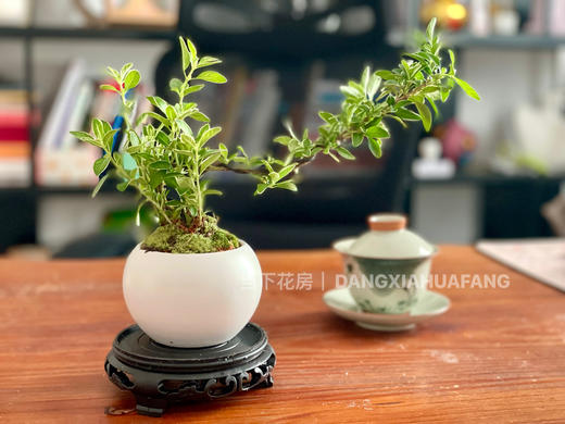 【 悬崖金边六月雪.盆景】悬崖造型六月雪盆景1盆+白色陶瓷盆1个+苔藓若干+圆形或方形底座1个/份（福建仓） 商品图6