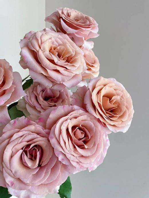 莫泊玫瑰【我想和你多见面，记忆是我们之间的古董】简小姐精选新品奶咖色玫瑰 莫泊玫瑰 2件顺丰包邮 基地直发 下单3天发货 商品图3