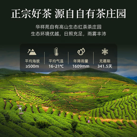华祥苑迎宾茶 红茶 特级小种红茶 礼盒装250g 商品图3