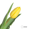 国产郁金香 | 黄金 商品缩略图0