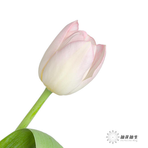 国产郁金香 | 王朝粉 商品图0