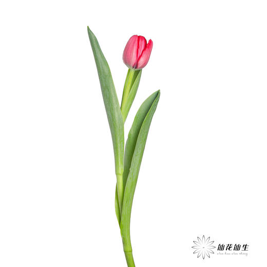 国产郁金香 | 法国红 商品图3