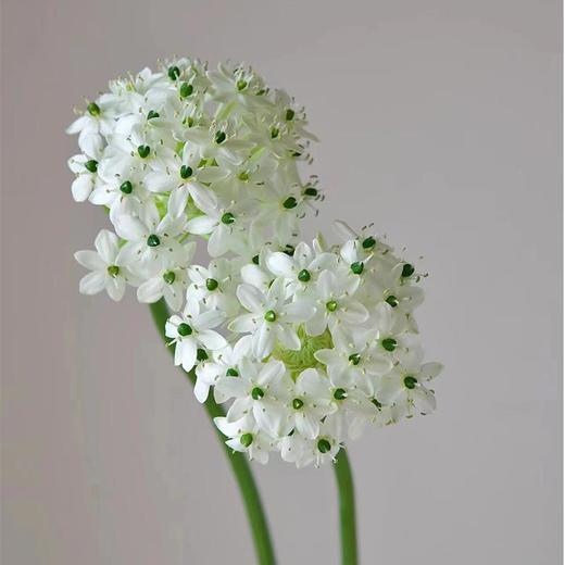 精选天鹅绒伯利恒之星5支 商品图2