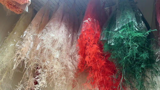 【干花】文竹，扎，多色可选 商品图0