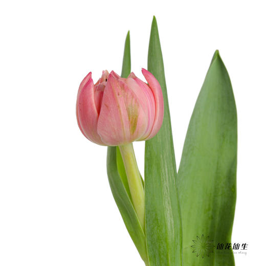 国产重瓣郁金香 | 哥伦布 商品图3