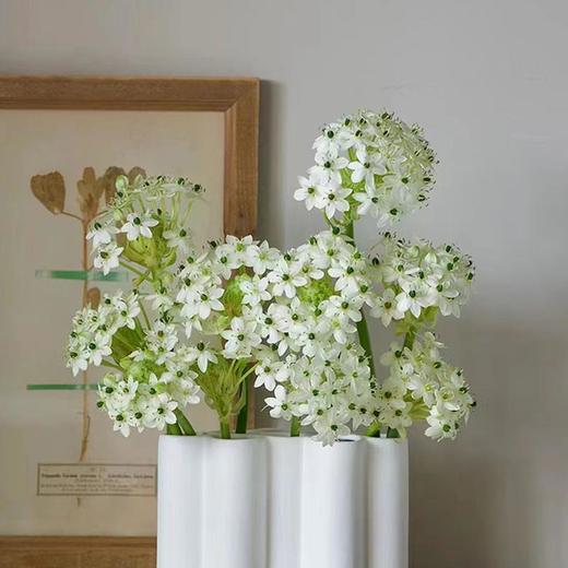 精选天鹅绒伯利恒之星5支 商品图0