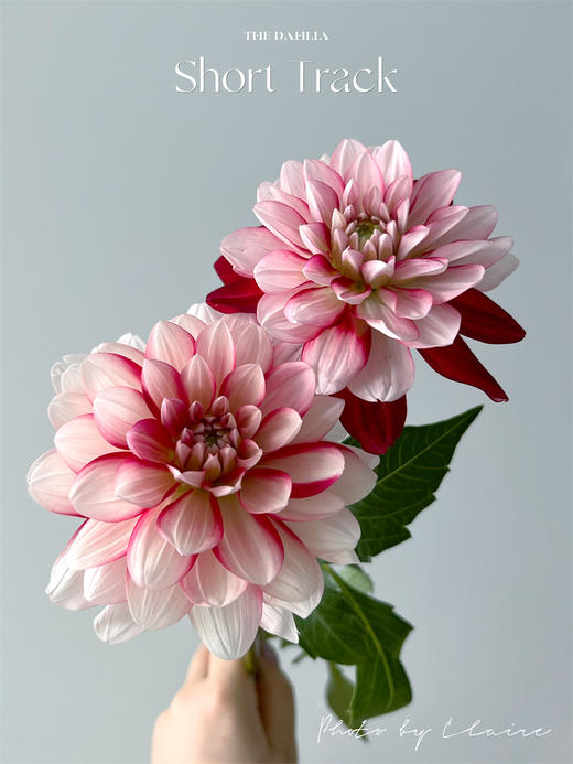 精品小众稀有花材大丽花多色选择5支 商品图2