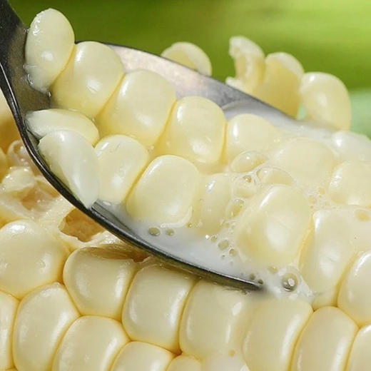 云南珍珠白.甜糯玉米（296项农残0检出） 商品图3