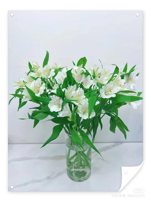 六出花 | 玛莎 商品图5