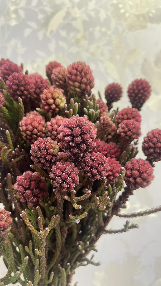 【南非进口】严星果 约10枝/扎 商品图2