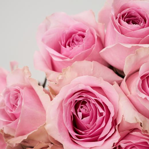 温柔庄园 Gentle Manor 商品图1