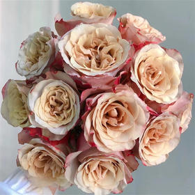 肯尼亚进口花材鲜花速递Honey colorama蜂蜜花园玫瑰花12支