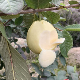 奶油芭乐 （72小时内发货）