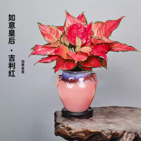 吉利红-如意皇后