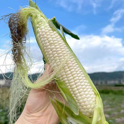 云南珍珠白.甜糯玉米（296项农残0检出） 商品图1