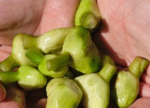 杞冠臻选 | 南湖菱羹  3碗试吃装和6碗礼盒装 嘉兴南湖菱和多种谷物合理搭配 商品图6