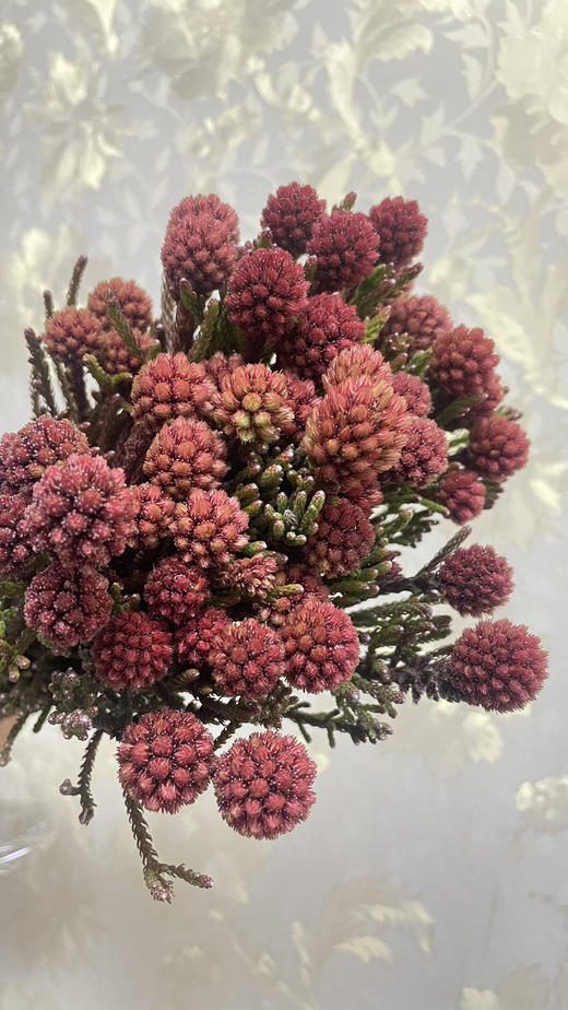 【南非进口】严星果 约10枝/扎 商品图1